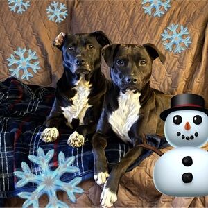 🐕Unlisted Treats!